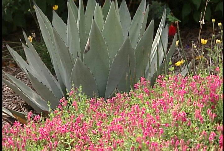 Lindy McGinnis master gardener 