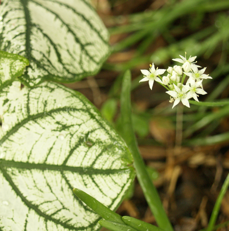 garlic chive flowers with white caladium