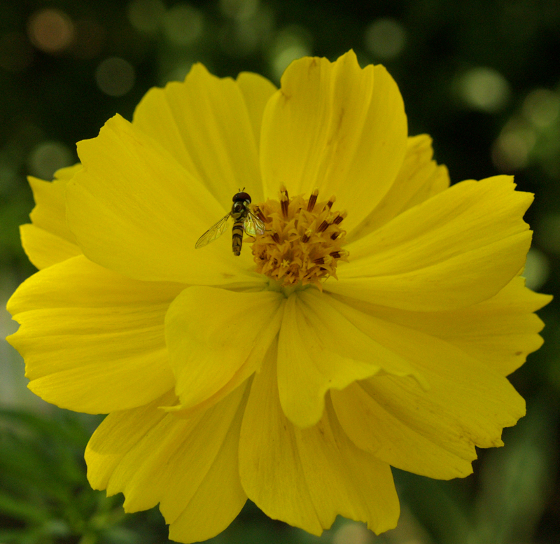 syrphid fly (hover fly/hover bee)