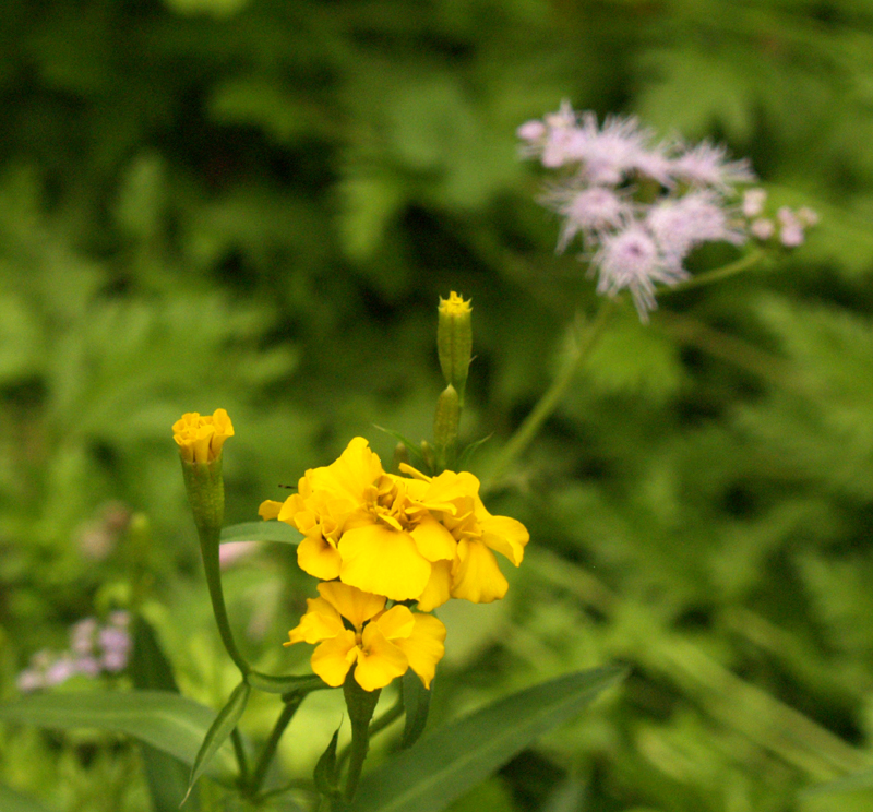 Mexican mint marigold (Tagetes lucida), Gregg's mistflower (Conoclinium greggii)