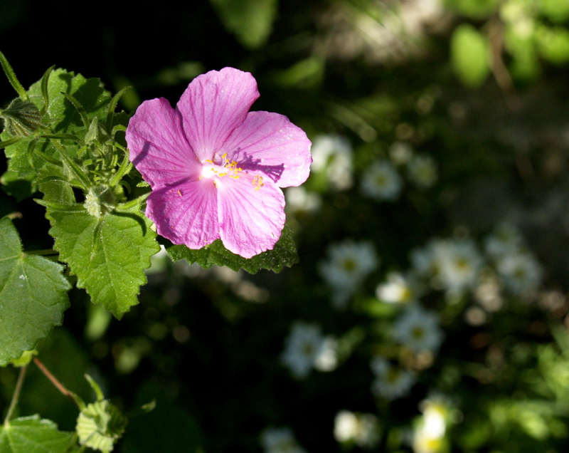 Pavonia (rock rose) with blackfoot daisy Pavonia (rock rose) with blackfoot daisy