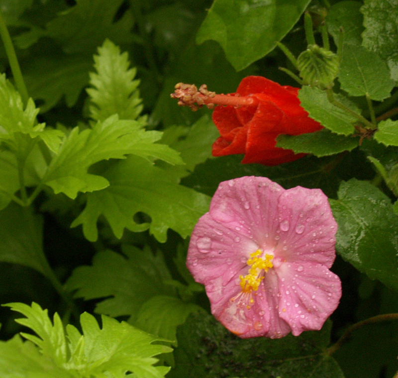 Rock rose (Pavonia lasiopetala) and turk's cap (Malvaviscus arboreus var. drummondii)