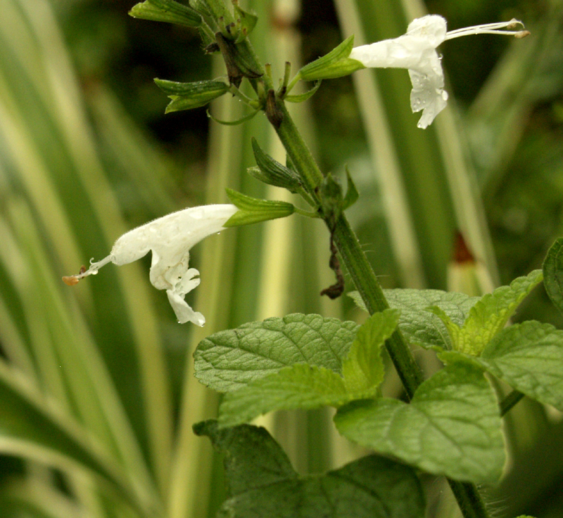 white salvia coccinea with dianella