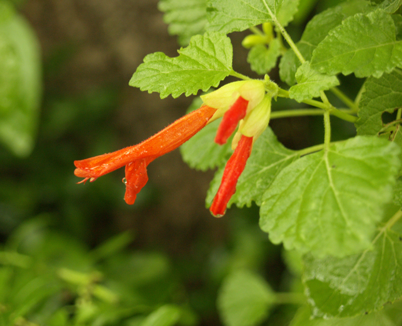 Salvia regla 