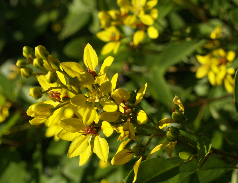 Thryallis (Galphimia gracilis) Thryallis (Galphimia gracilis)
