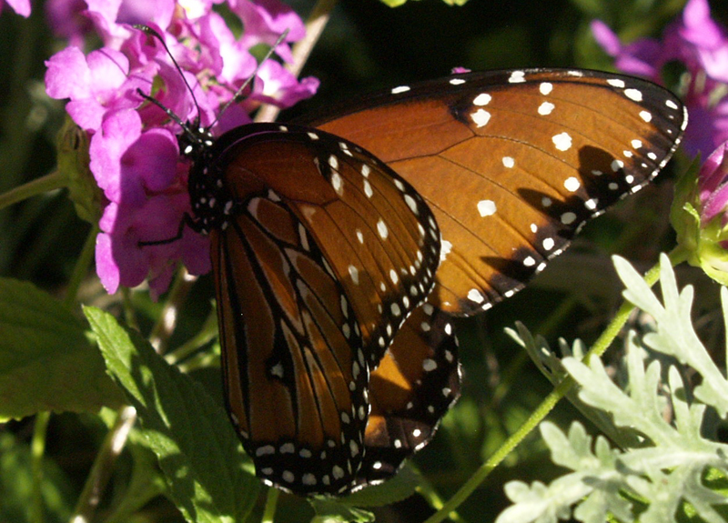 Queen butterfly on lantana 