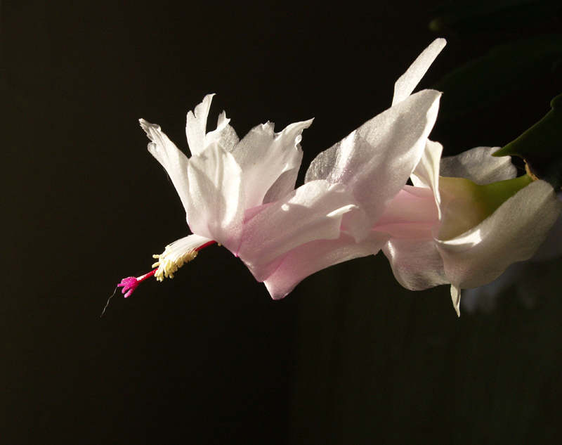 Christmas cactus 