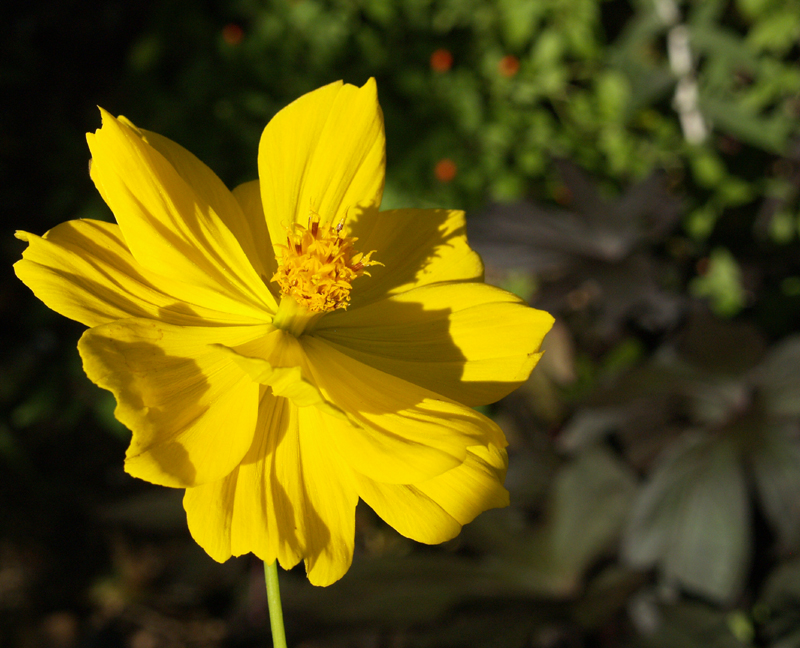 Cosmos, chile pequin, purple sweet potato vine