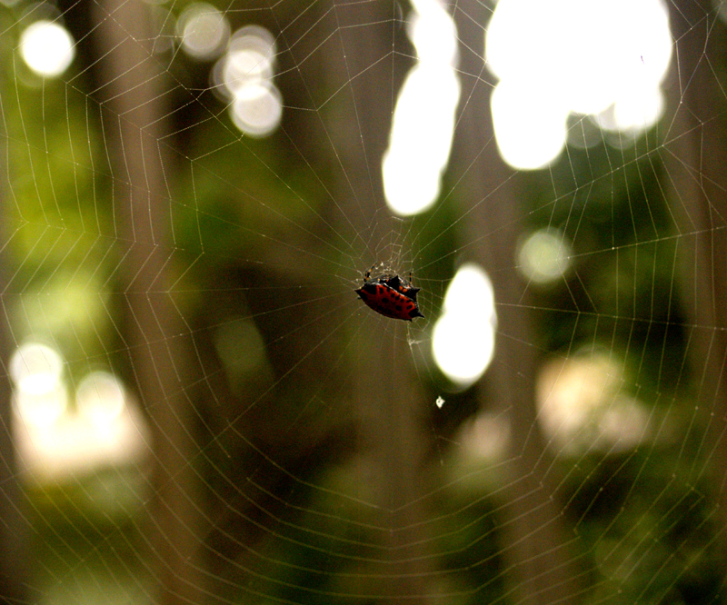 spinybacked orb weaver