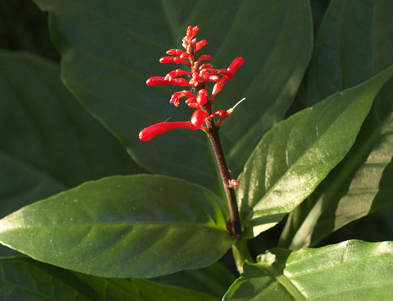 Firespike Odontonema stricta