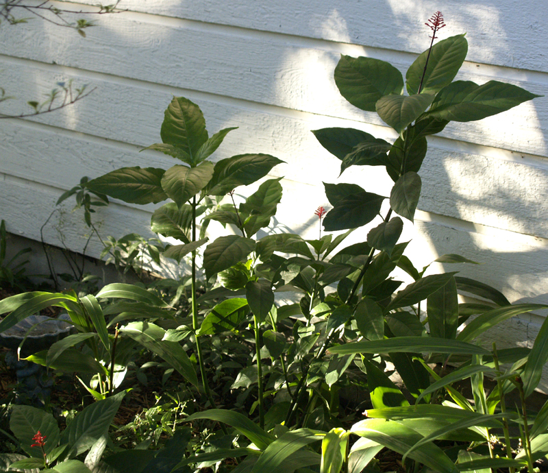 Firespike (Odontonema stricta)