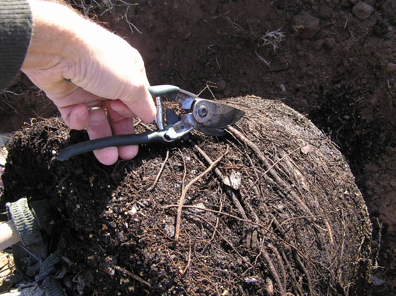 Girdled tree roots, Guy LeBlanc