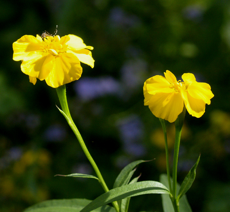 Mexican mint marigold Mexican mint marigold