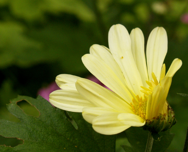 Butterpat chrysanthemum 