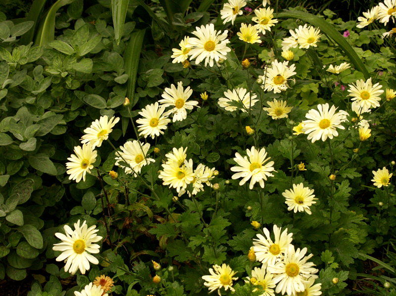 Butterpat chrysanthemum 