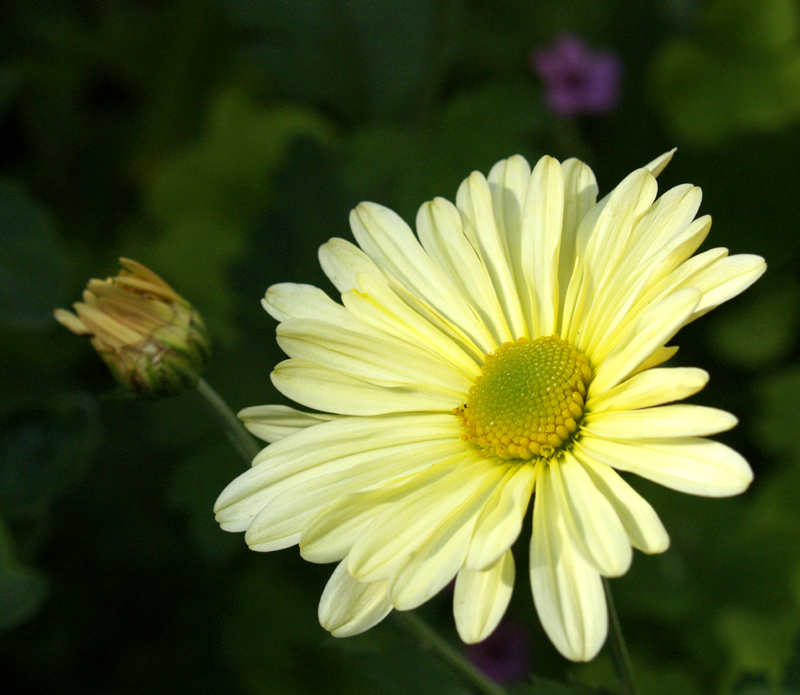 Chrysanthemum dendranthema 'Butterpat'