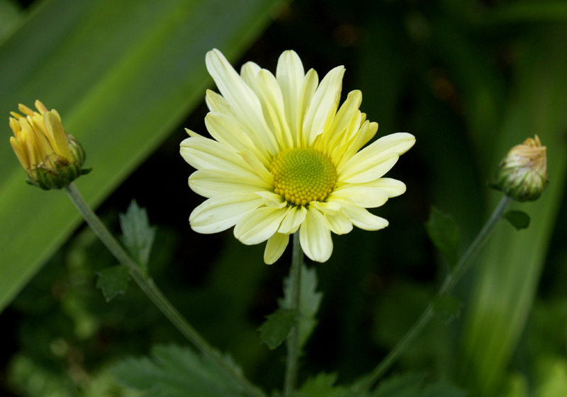 Chrysanthemum dendranthema 'Butterpat'