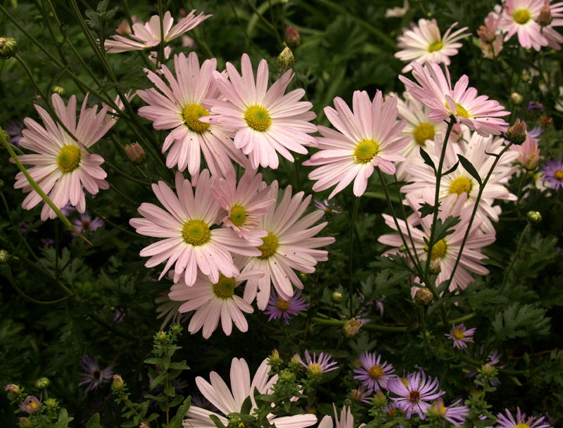 Country Girl chrysanthemum