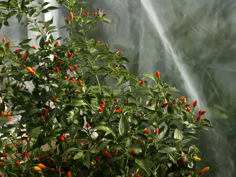 Ornamental edible peppers