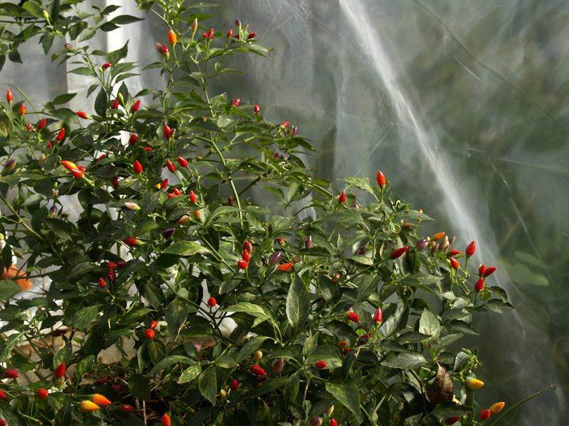 Ornamental edible peppers Ornamental edible peppers