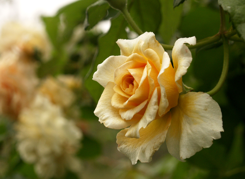 Buff Beauty rose Buff Beauty rose