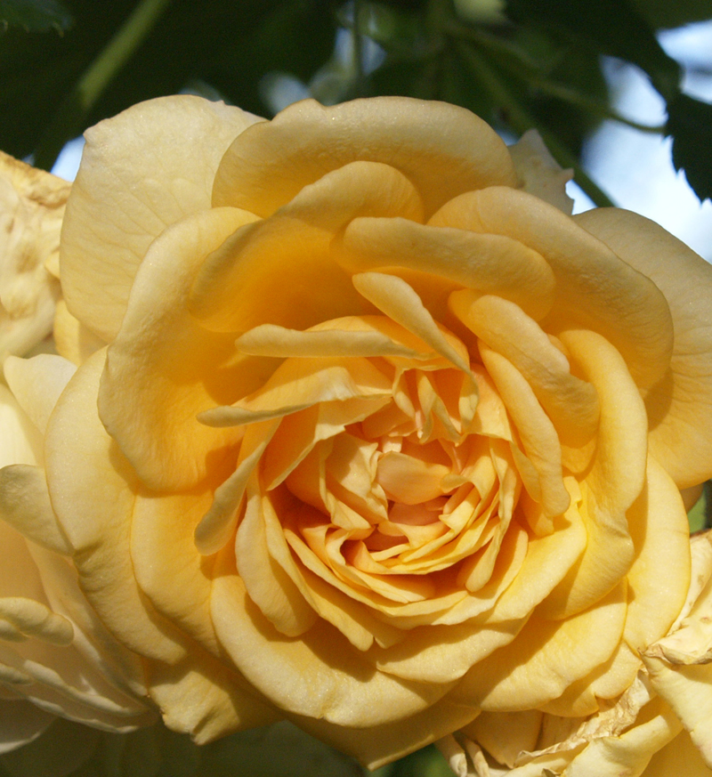 rose Buff Beauty rose Buff Beauty