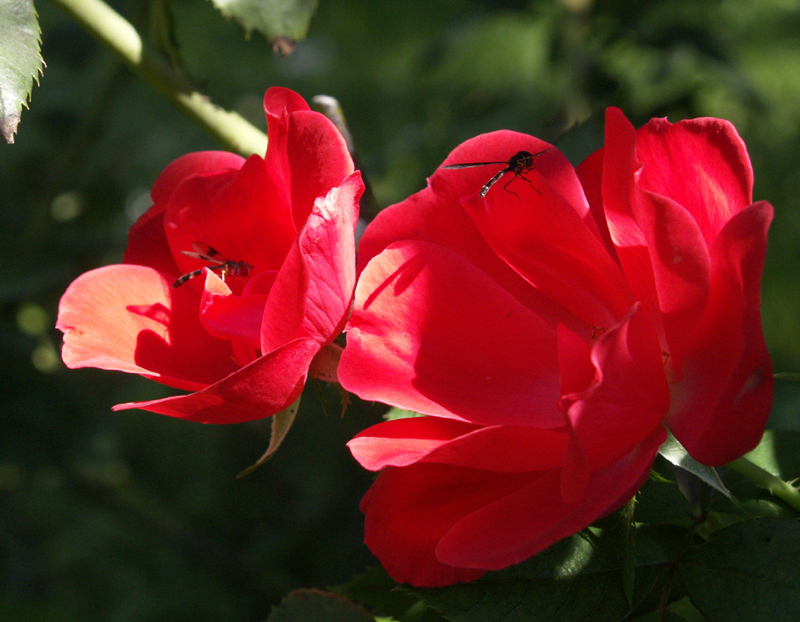 Knock Out rose Knock Out rose