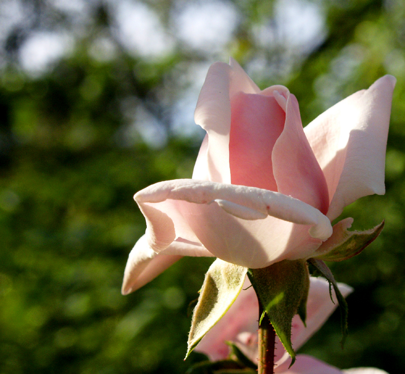 New Dawn rose New Dawn rose