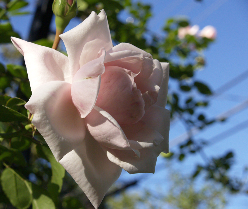 rose New Dawn rose New Dawn
