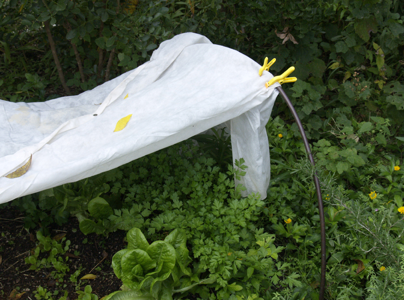 Garden rowcover Garden rowcover
