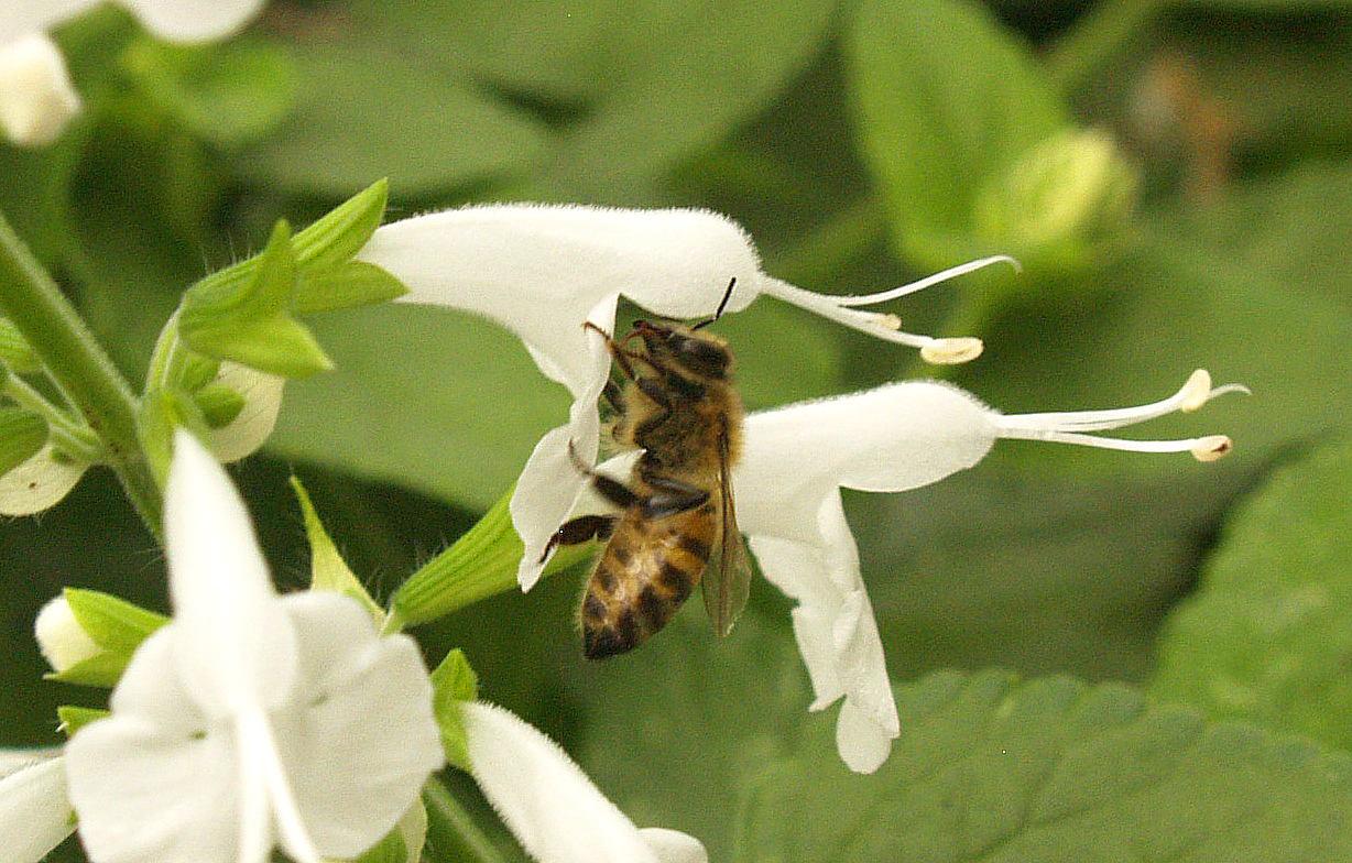 Bumblebee on white Salvia coccinea