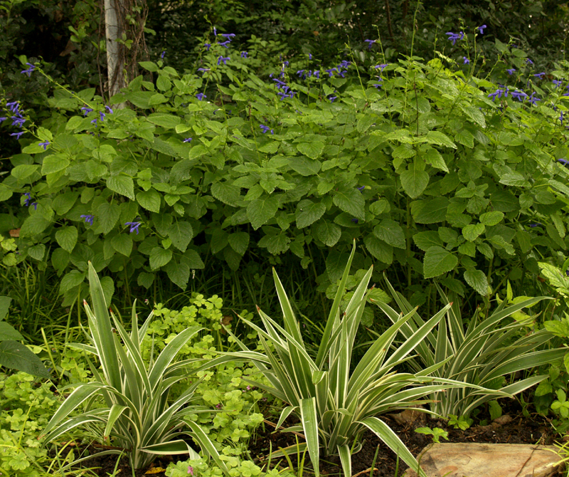 Salvia guaranitica with Dianella, variegated flax lily