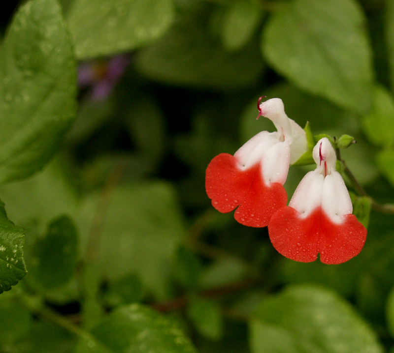 Salvia microphylla 'Hot Lips' 