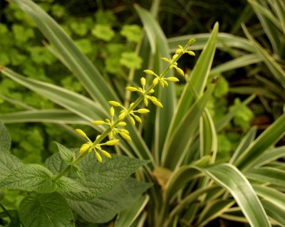 Salvia madrensis with dianella