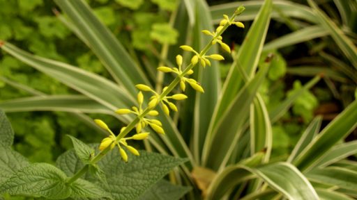 Salvia madrensis with dianella