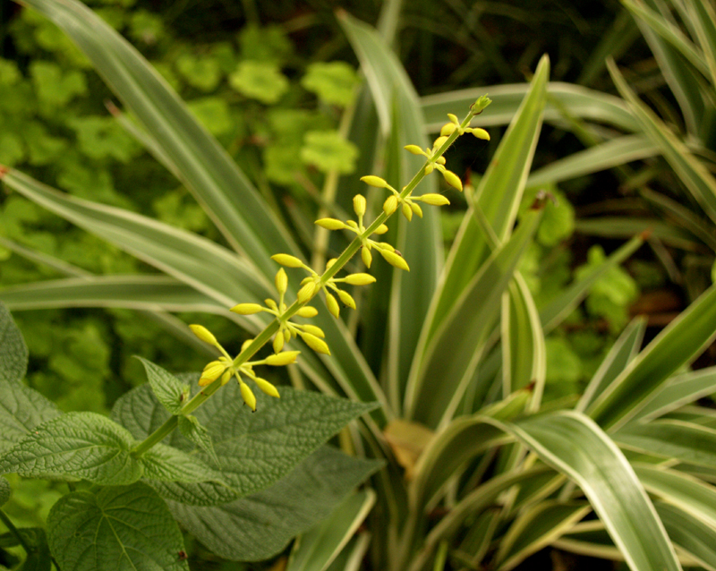 Salvia madrensis with dianella 