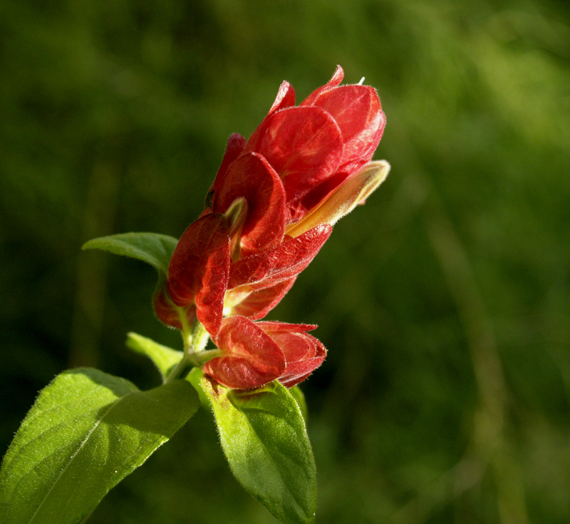 Shrimp plant with bamboo muhly