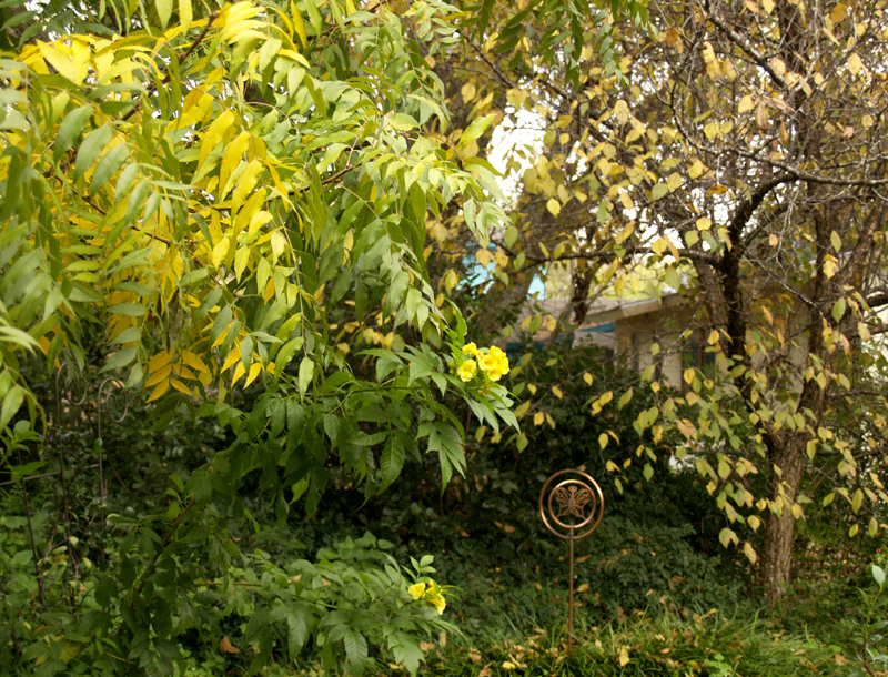 Tecoma stans with fall leaves