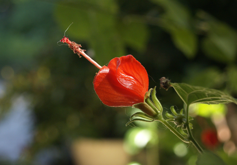 Turks cap 