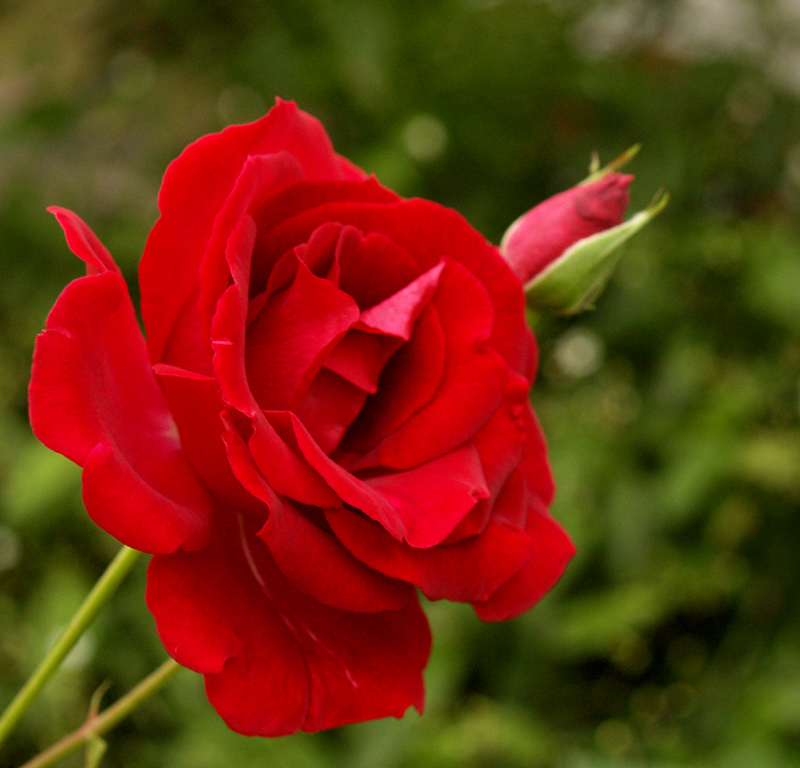 Valentine rose 