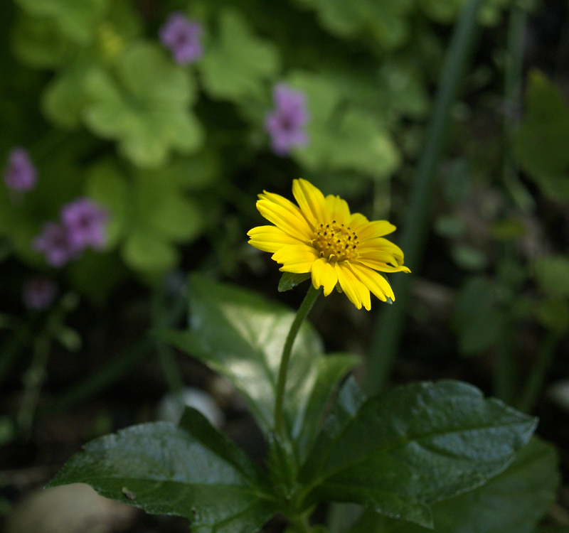 Wedelia trilobata, oxalis