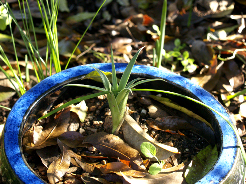 Agave bracteosa pup