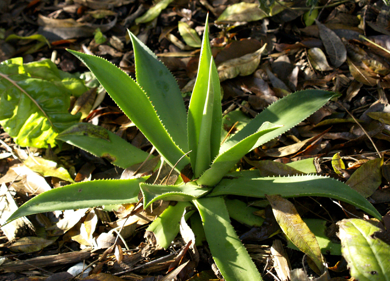 young Agave celsii young Agave celsii