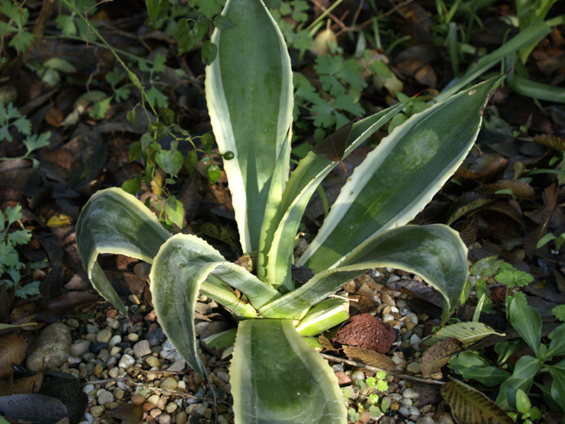 Freeze-damaged Agave celsii 'Tricolor'