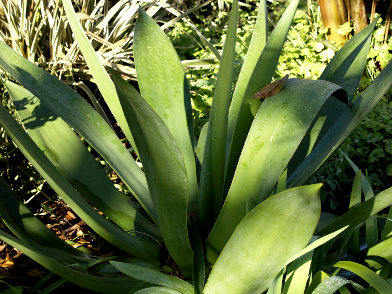 Agave celsii