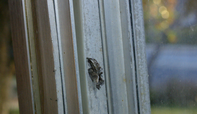 Gulf fritillary butterfly chrysalis on window frame