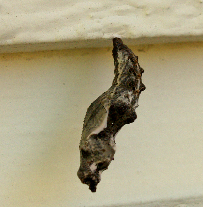 Gulf fritillary chrysalis