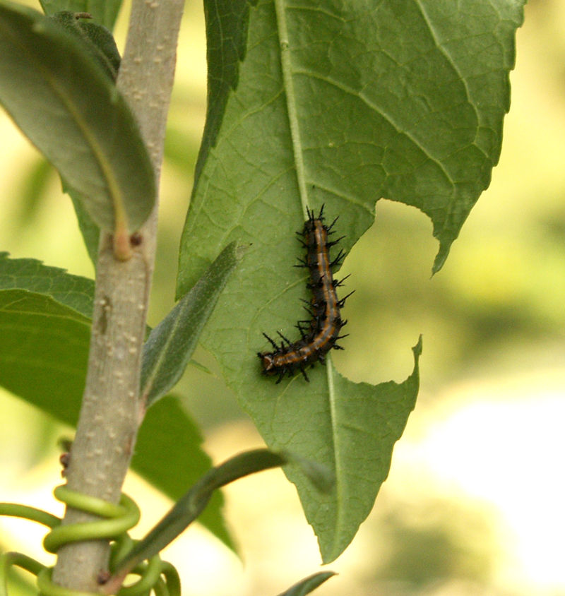 Gulf fritillary caterpillar Gulf fritillary caterpillar