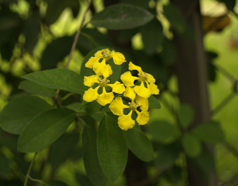 butterfly vine (Mascagnia macroptera)