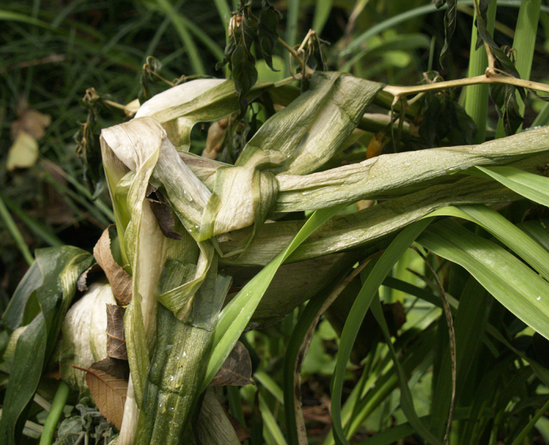 Frozen crinum 